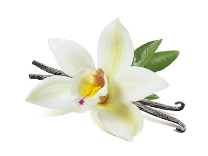 A magical vanilla flower and vanilla sticks on a white background. 