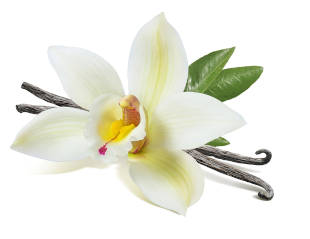 A white vanilla flower and vanilla sticks on a white background. 