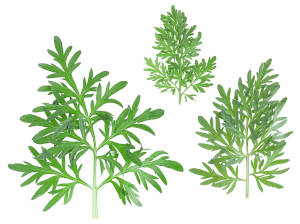 Green wormwood herbs used in Wicca herbal magic. 