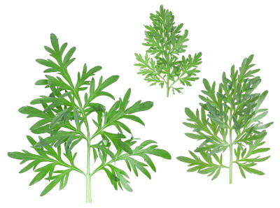 Magical wormwood plants isolated on a white background. 