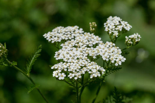 Magical white yarrow flowers growing outdoors in nature. 