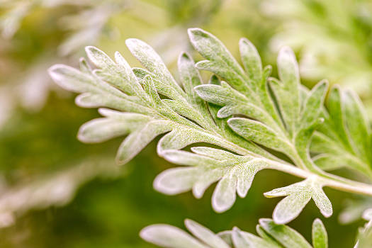 Magical wormwood plants isolated on a white background. 
