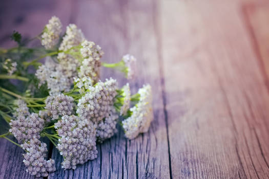 Magical yarrow herbs known to have strong magical properties.