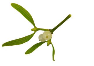 A mistletoe branch with two white berries. 
