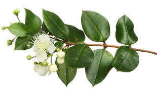A myrtle branch with white flowers and green leaves. 