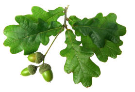 Green Oak leaves and acorns. 