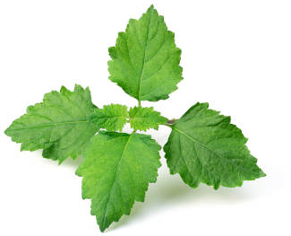 A bunch of green patchouli leaves. 