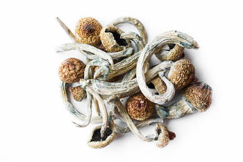 A bunch of dried psilocybin mushrooms for healing. 