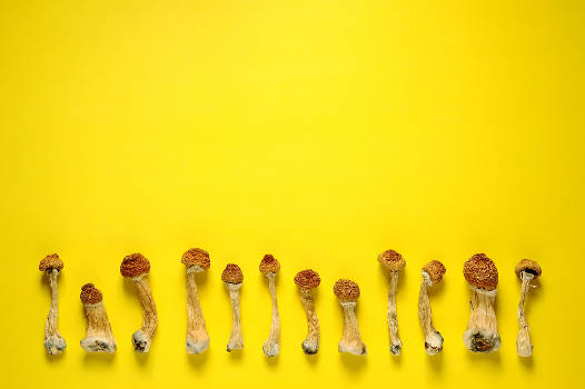 A line of psilocybin mushrooms used for healing. 