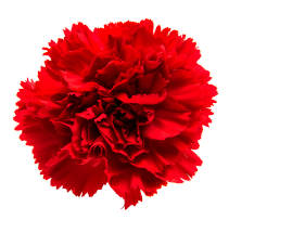 A red carnation flower on a white background..