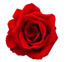 A red rose isolated on a white background. 