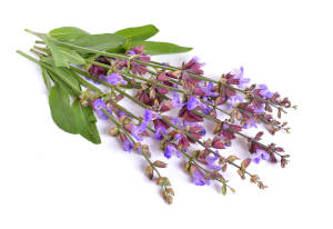 Magical purple sage herbs. 