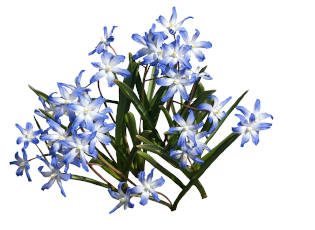 Blue and white squill root flowers on a white background. 