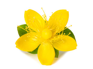 A yellow St John's Wort flower. 