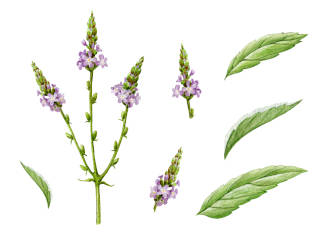 Watercolor Vervain plants and leaves. 