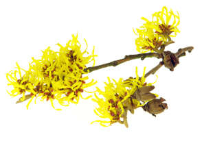 A branch with yellow witch hazel flowers. 
