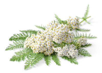 Magical yarrow herbs and flowers on a white background. 