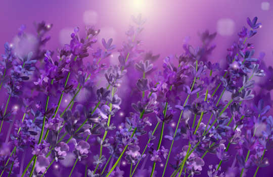 Purple Lavender flowers.